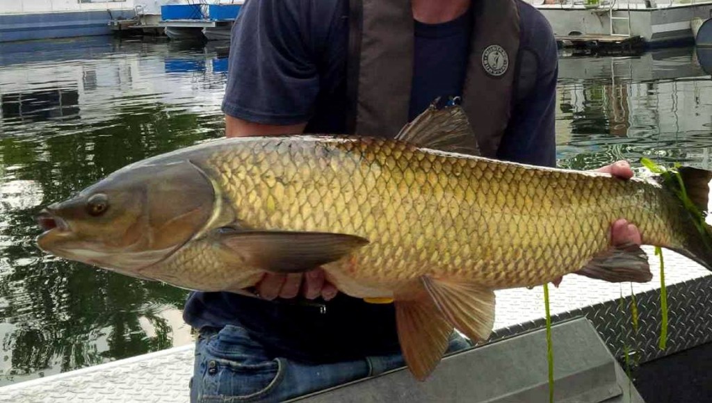 asian-carp-in-ontario