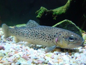 Brown Trout